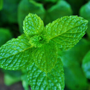 Menta_alitosi_300x300